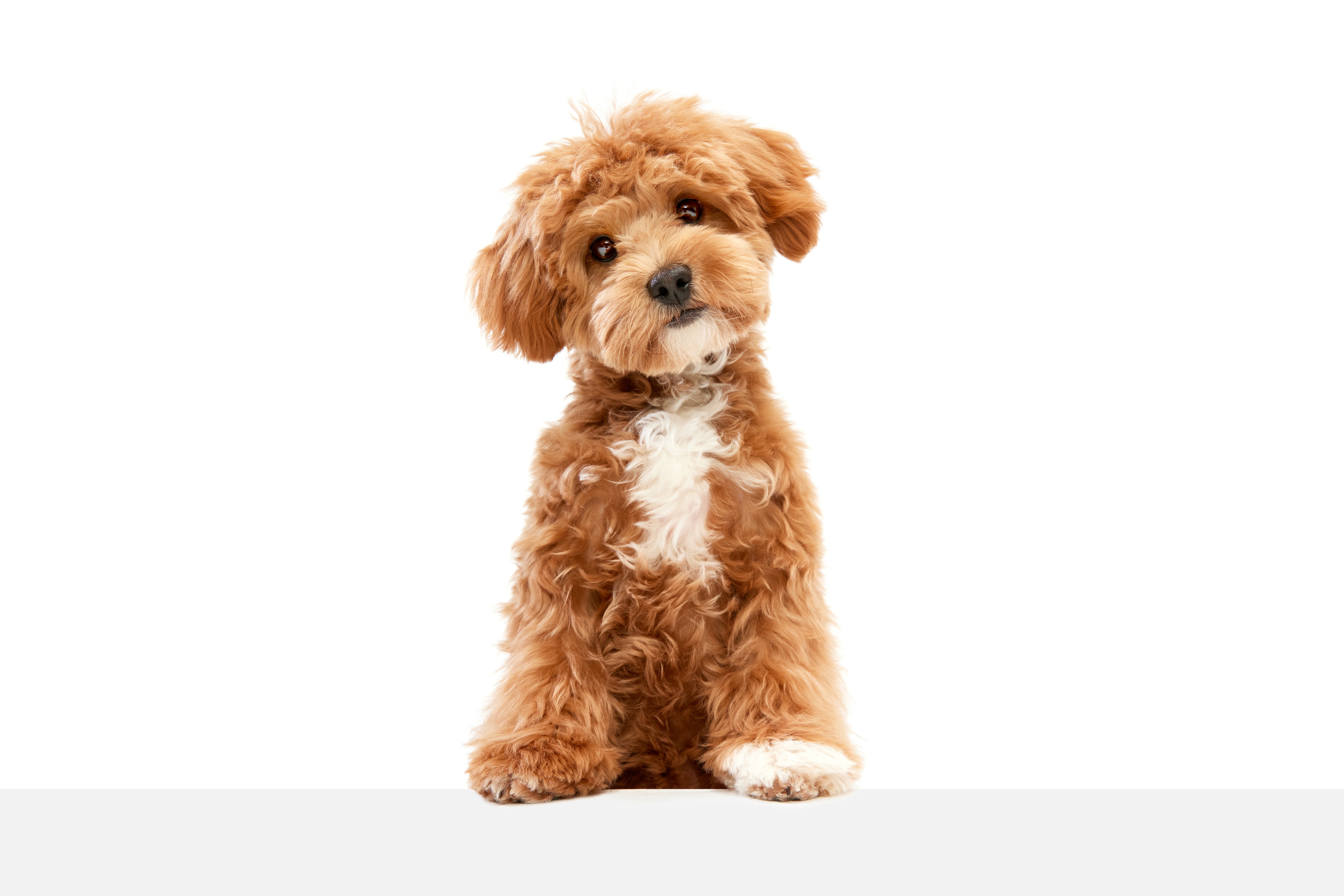 Free shops maltipoo puppies for